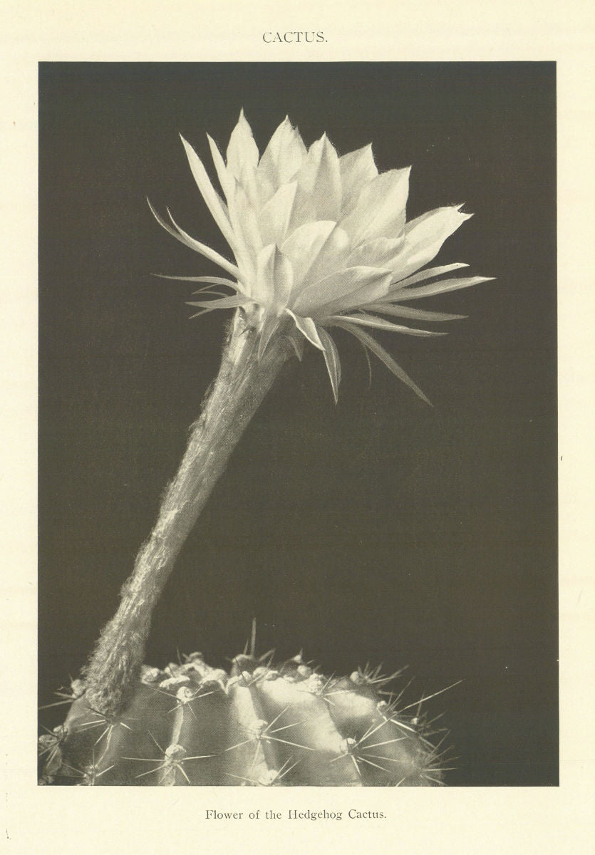 CACTUS Flower of the Hedgehog Cactus. Plants 1907 old antique print picture